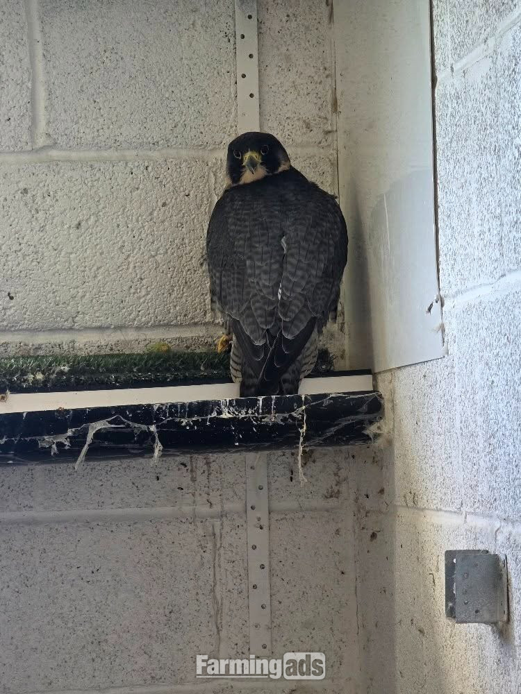Multiple falcons for Sale - {CATEGORY}