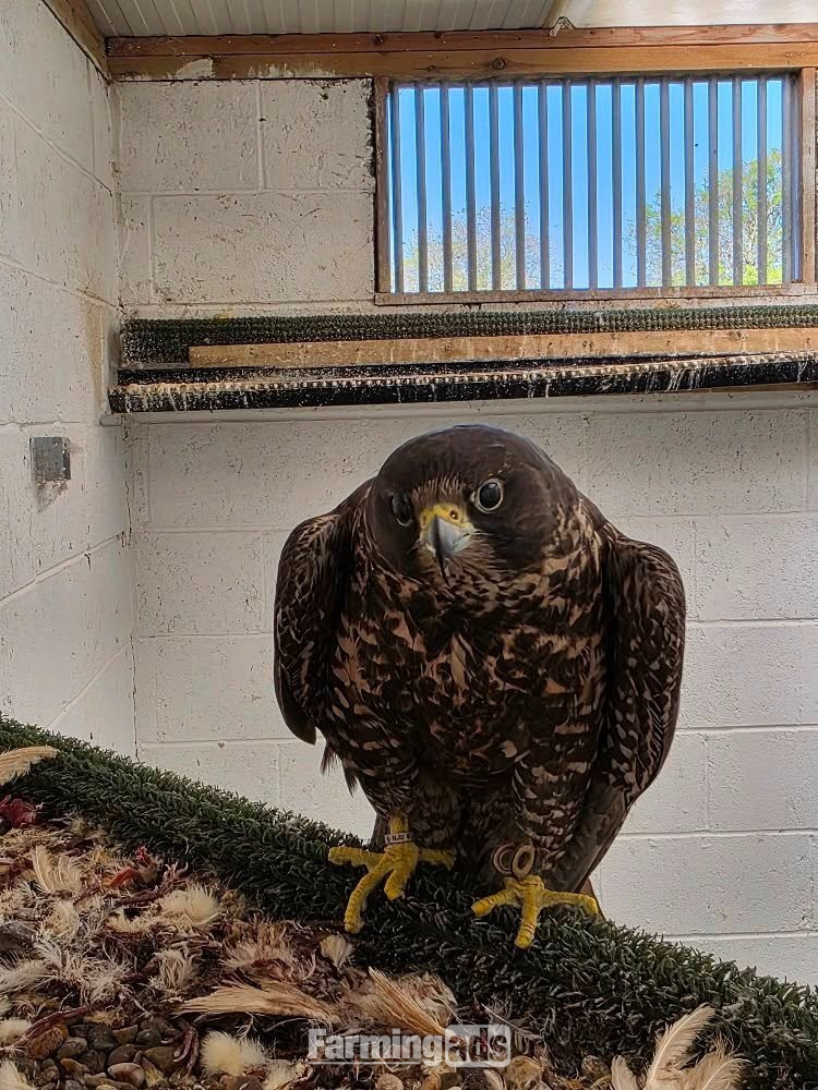 Multiple falcons for Sale - {CATEGORY}