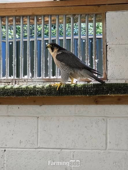  Multiple falcons for Sale