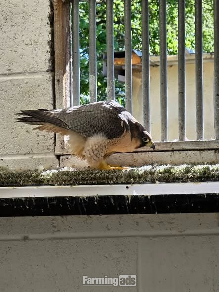 Multiple falcons for Sale