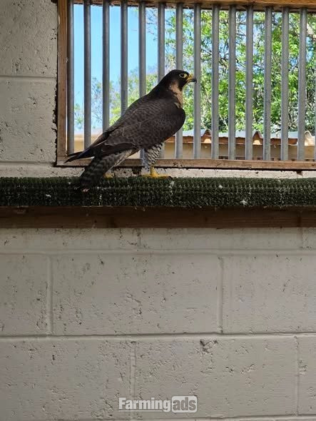 Multiple falcons for Sale 