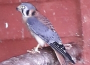 Wanted Male American Kestrel