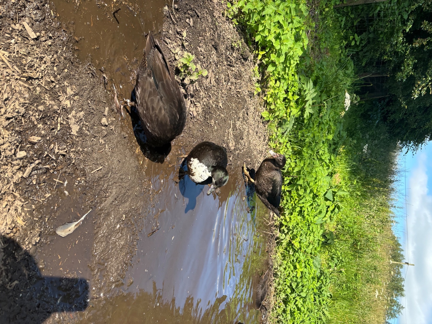  Stunning Pairs of tame call ducks 