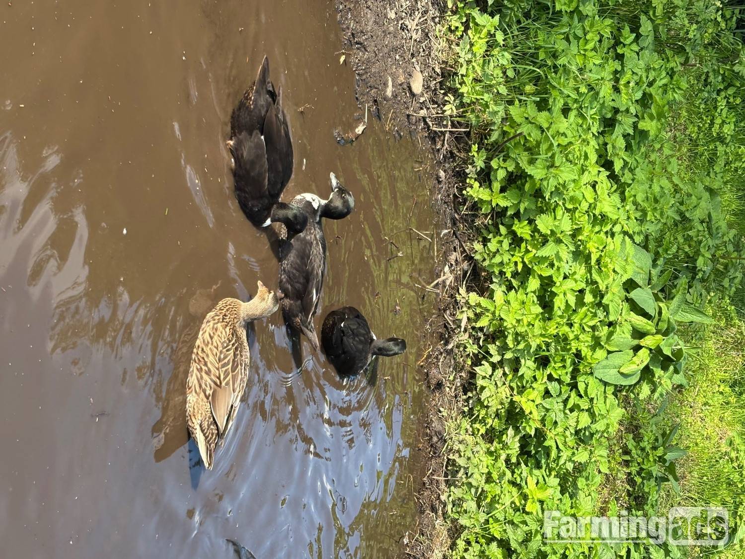 Stunning Pairs of tame call ducks 