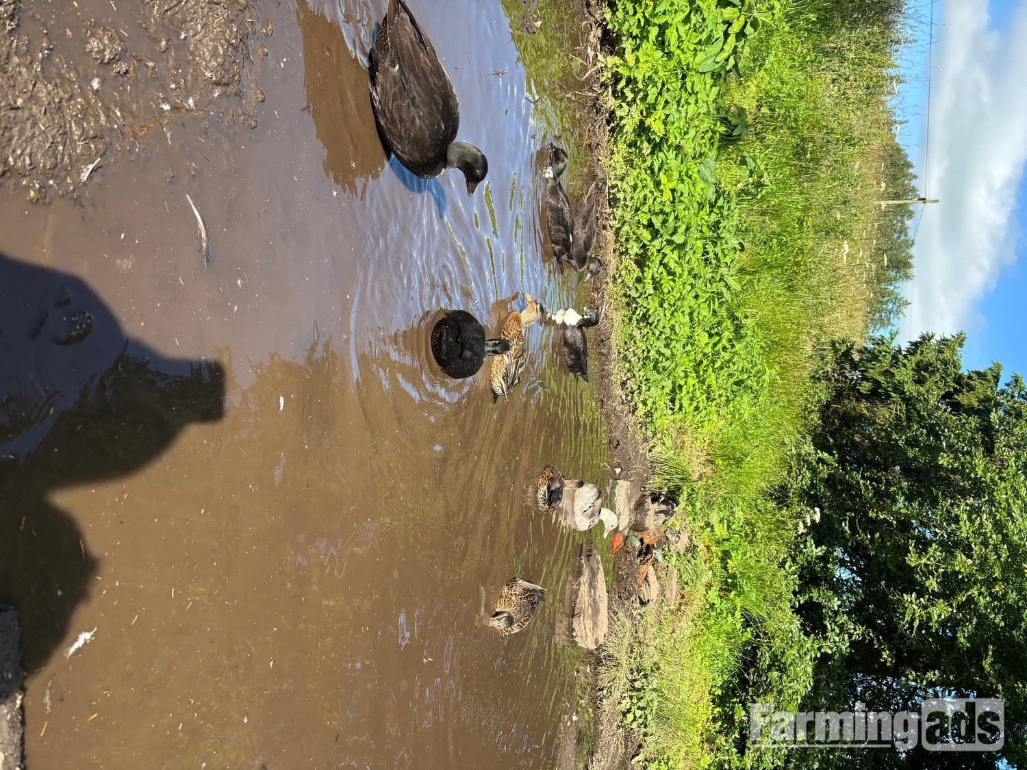 Stunning Pairs of tame call ducks 