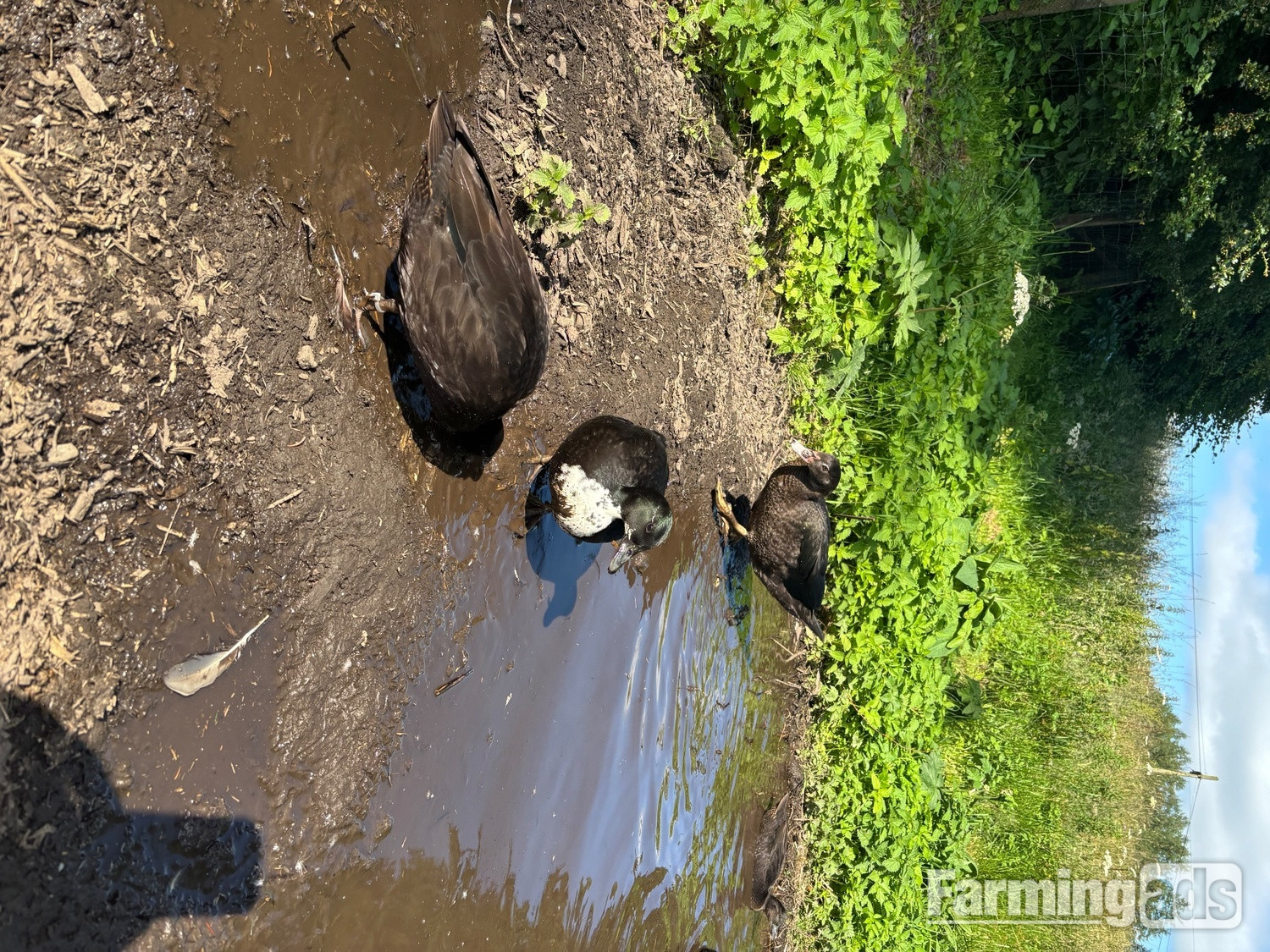  Stunning Pairs of tame call ducks 
