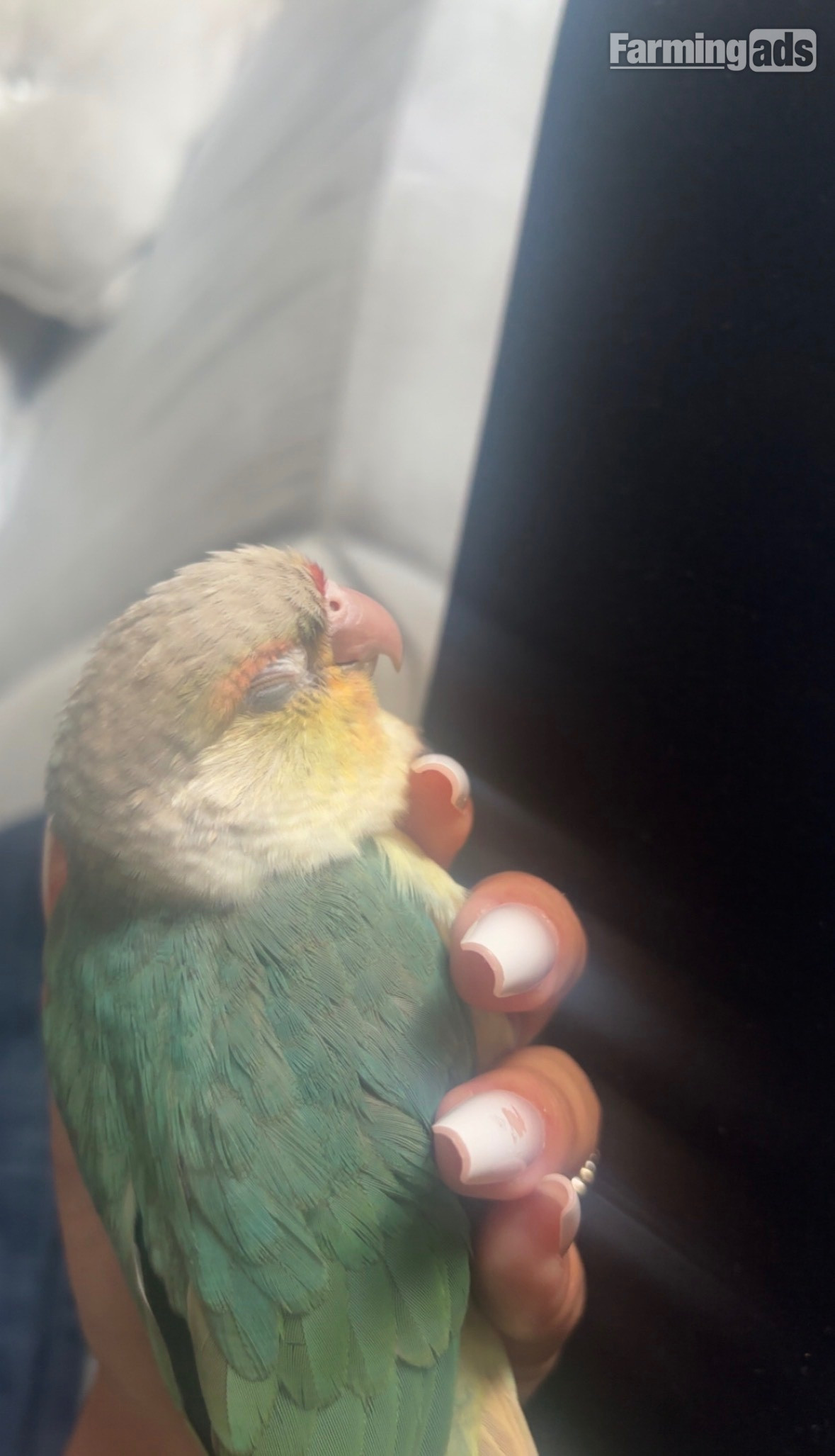 Green cheek conure for sale comes with cage, food, toys, treats ect