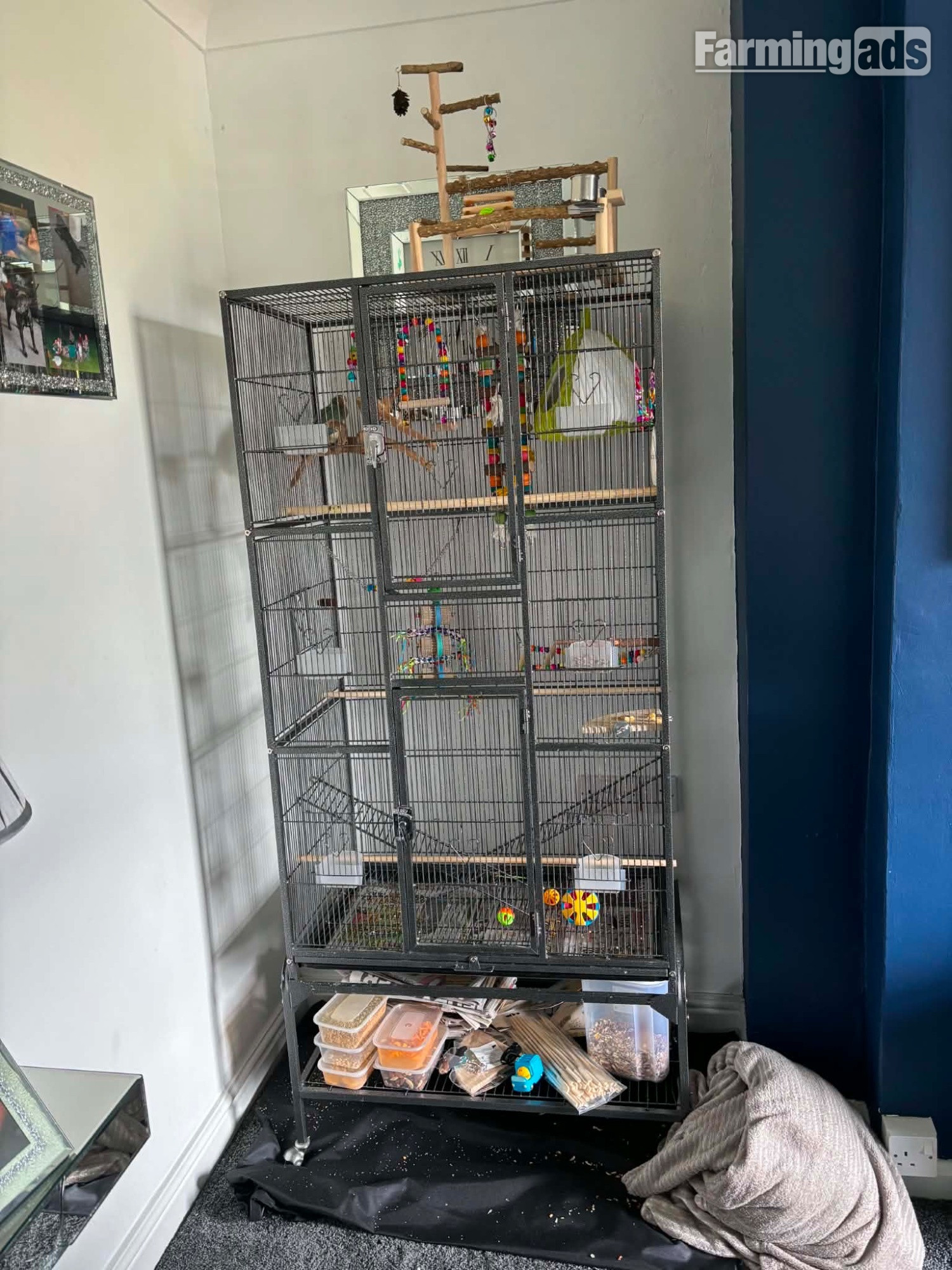  Green cheek conure for sale comes with cage, food, toys, treats ect
