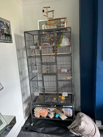 Green cheek conure for sale comes with cage, food, toys, treats ect