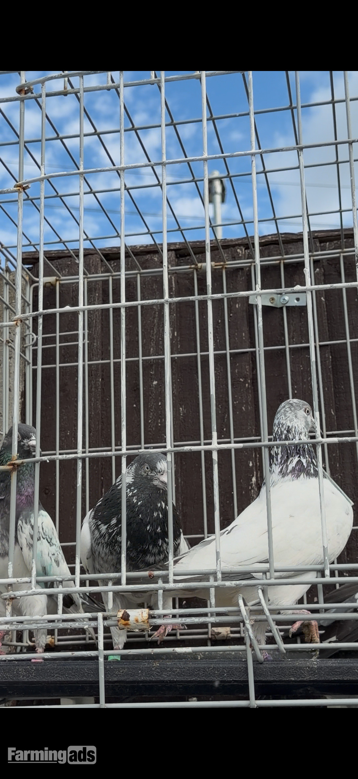 Pakistani HIGHFLYERs Pigeons Males Females 