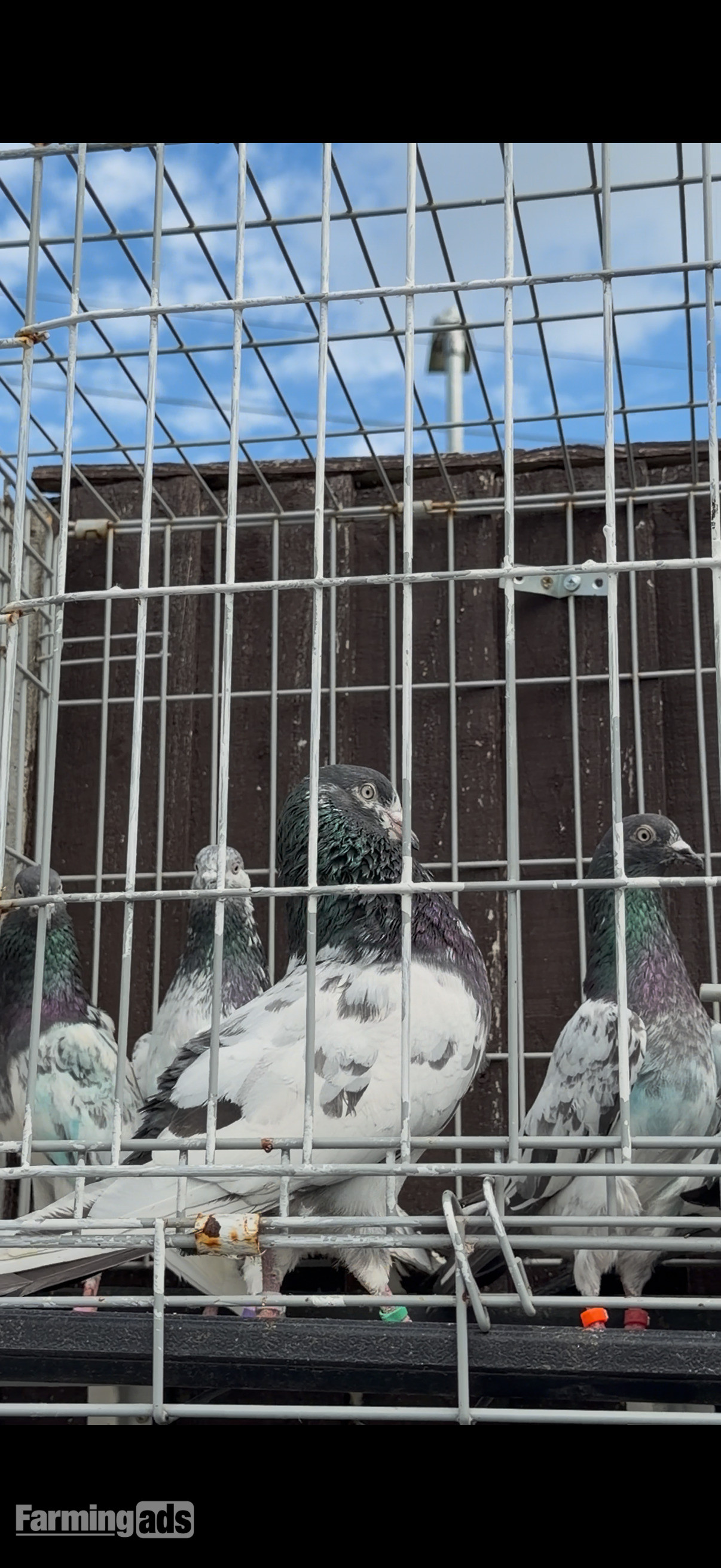  Pakistani HIGHFLYERs Pigeons Males Females 