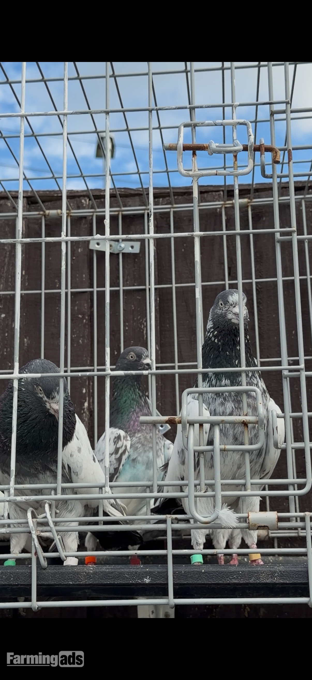 Pakistani HIGHFLYERs Pigeons Males Females  - {CATEGORY}