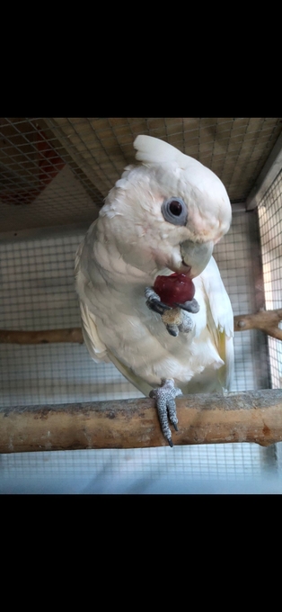 Ducorps cockatoo female