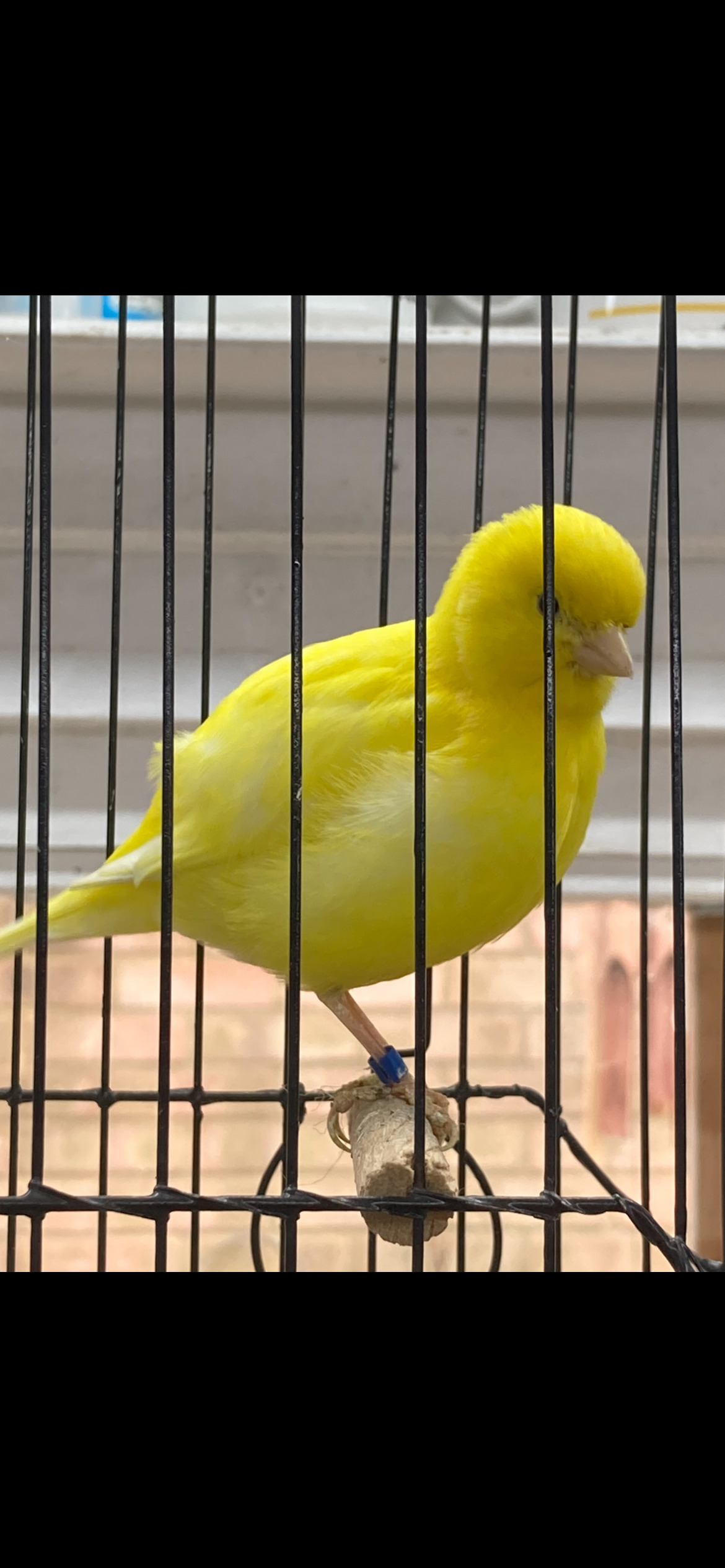 Champion fife canaries