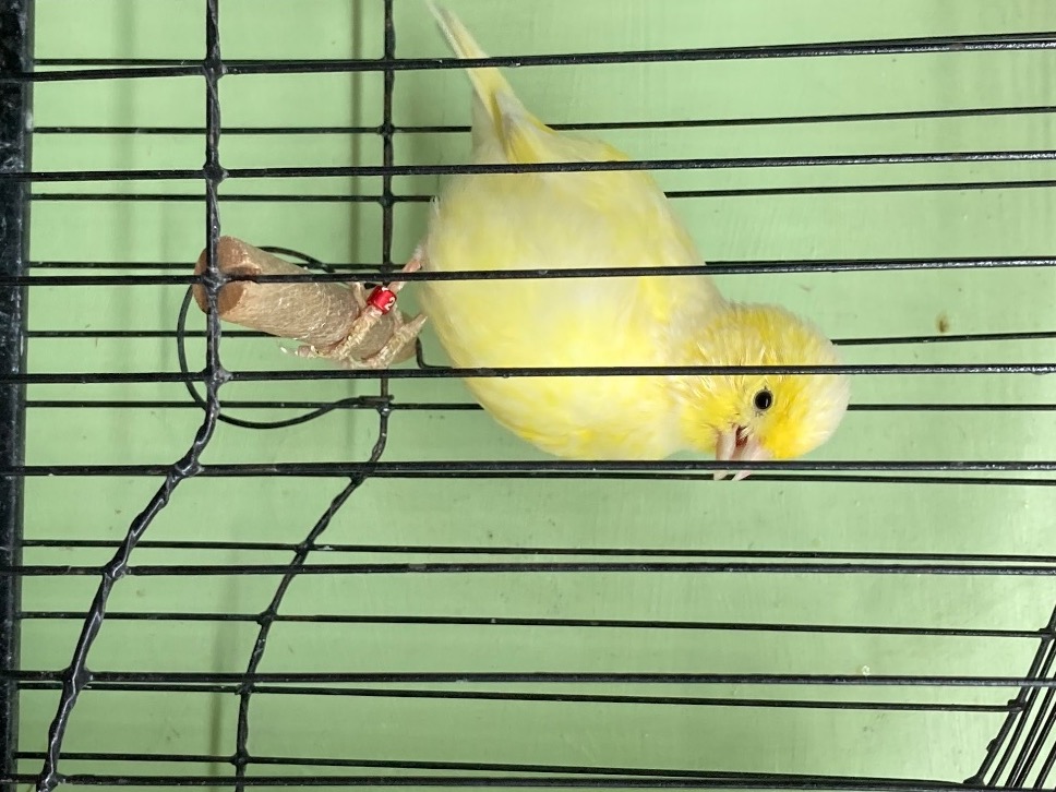 Champion fife canaries - {CATEGORY}