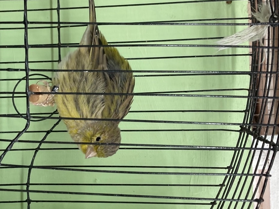 Champion fife canaries - {CATEGORY}