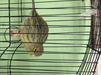 Champion fife canaries