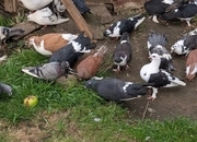 Fancy Pidgeons Mixed Variety