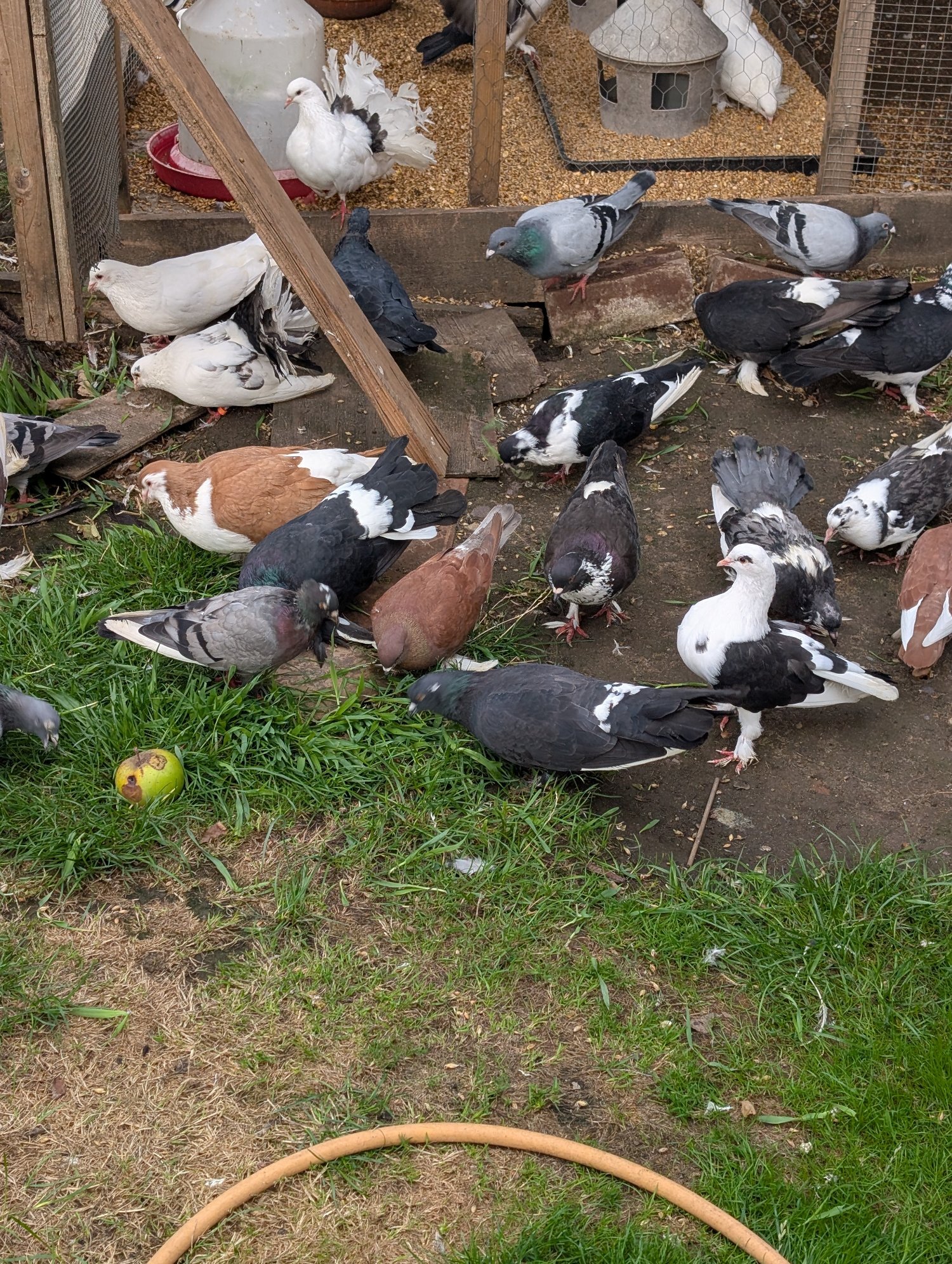 Fancy Pidgeons Mixed Variety