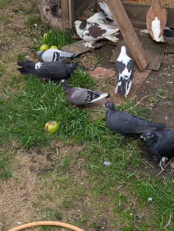Fancy Pidgeons Mixed Variety
