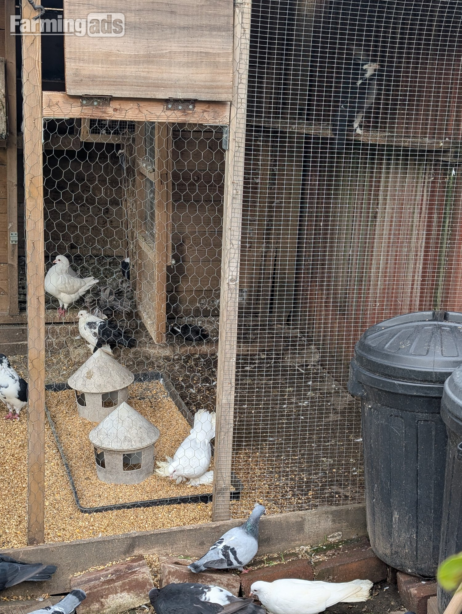 Fancy Pidgeons Mixed Variety