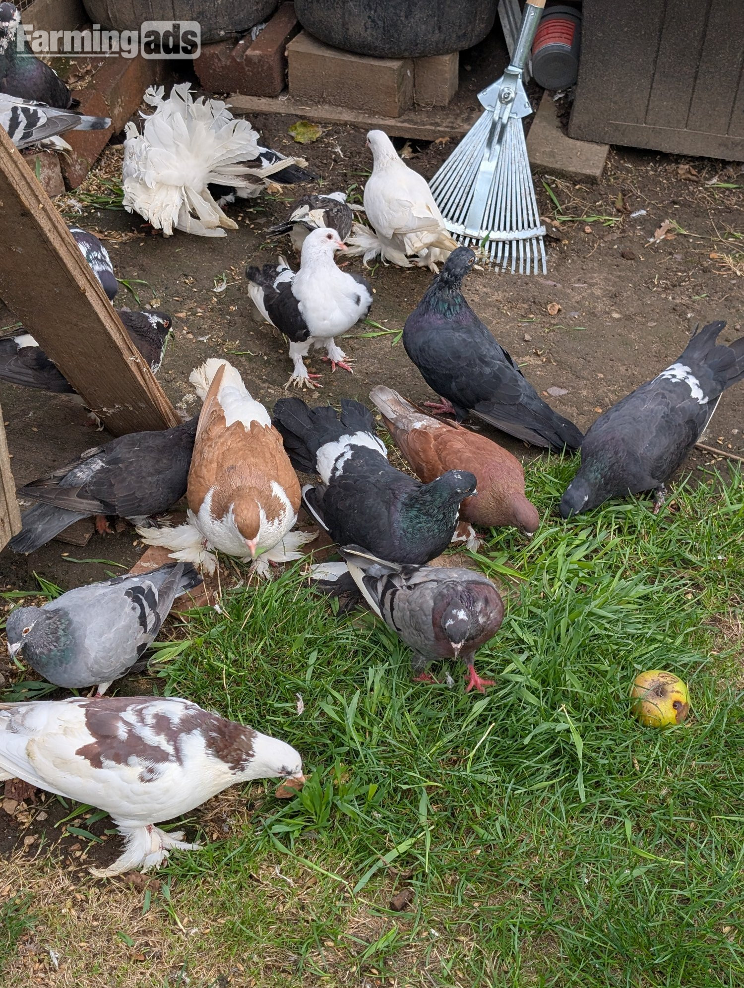 Fancy Pidgeons Mixed Variety - {CATEGORY}