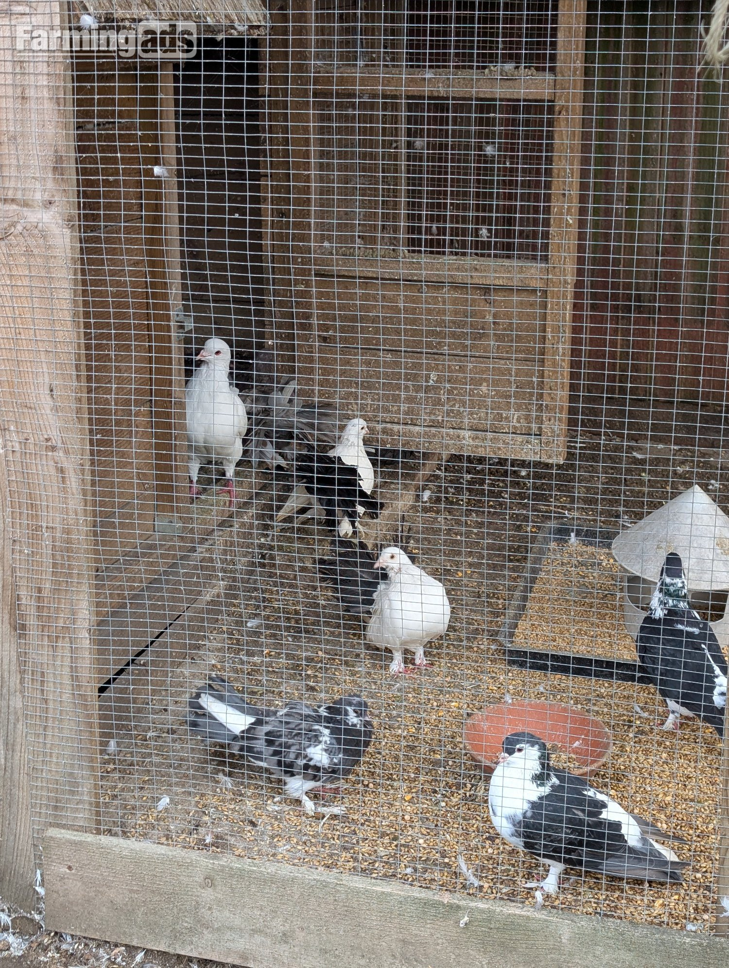 Fancy Pidgeons Mixed Variety - {CATEGORY}