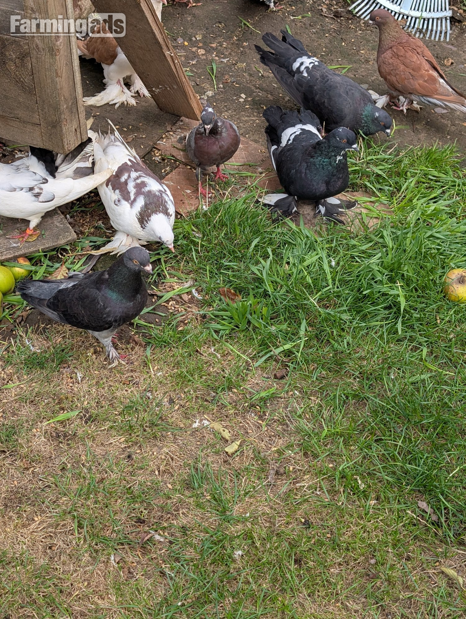 {CATEGORY} - Fancy Pidgeons Mixed Variety