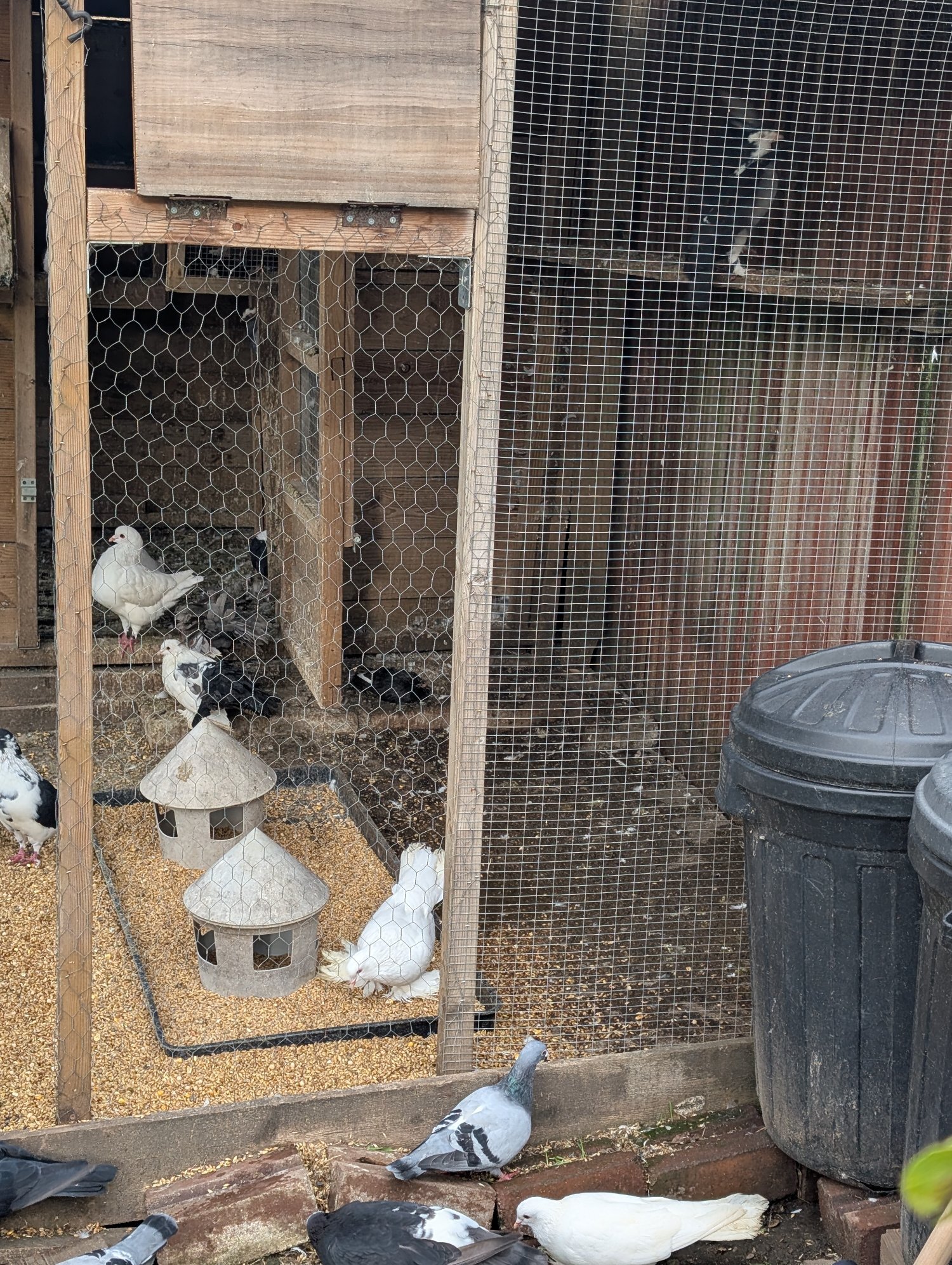 Fancy Pidgeons Mixed Variety