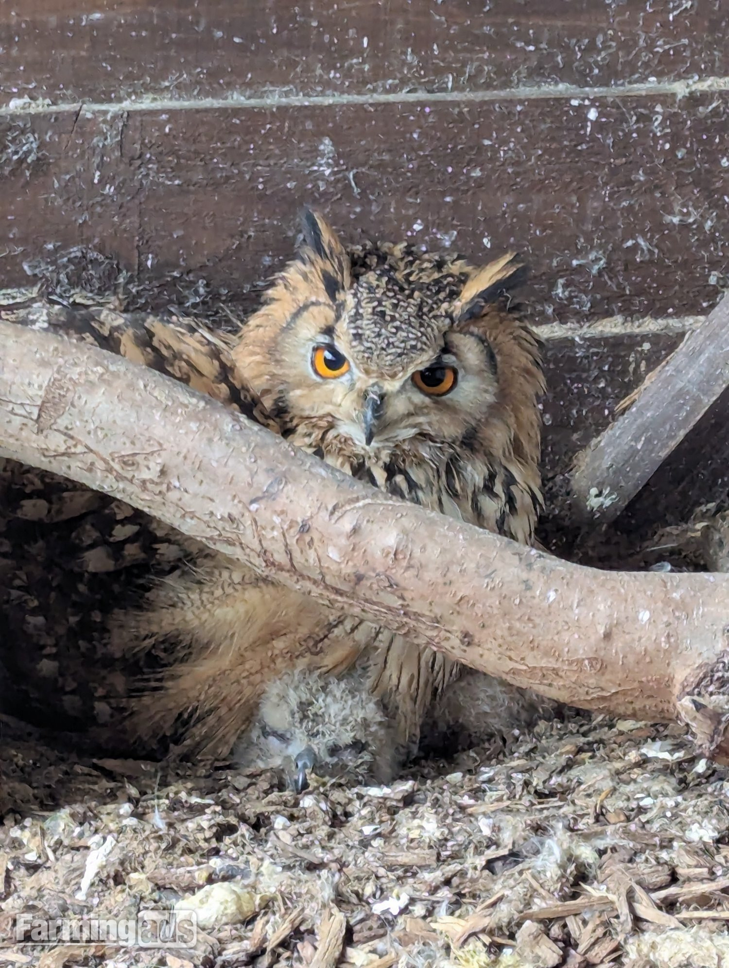 Baby Bengals Owls - parent reared 