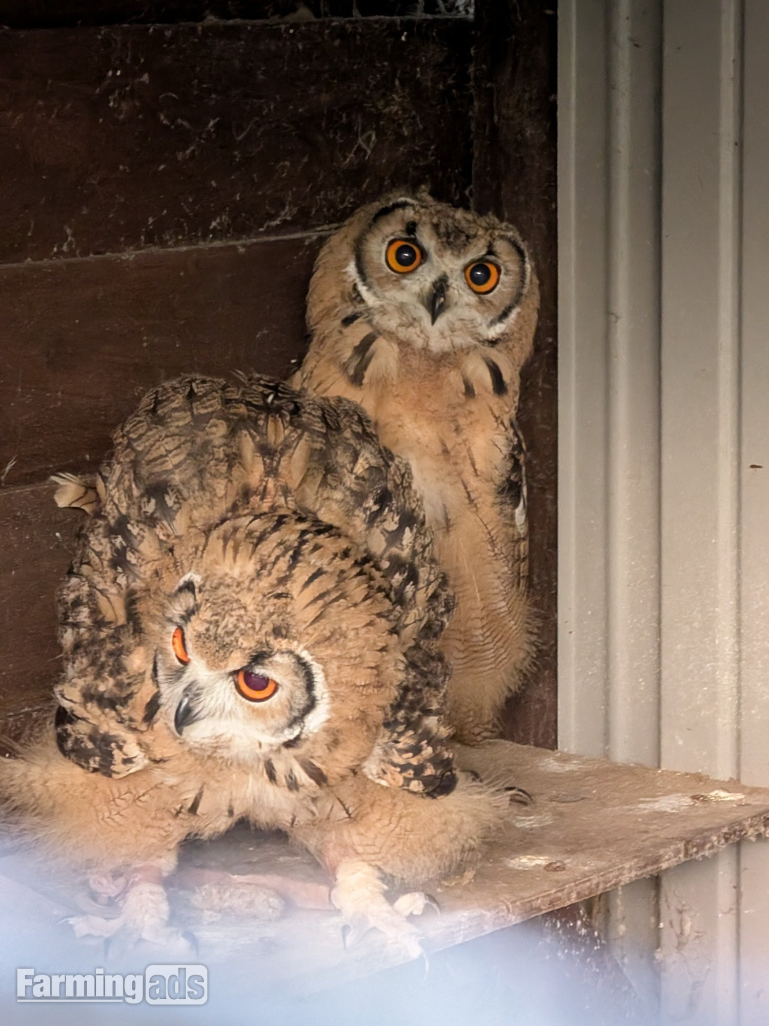 Baby Bengals Owls - parent reared 