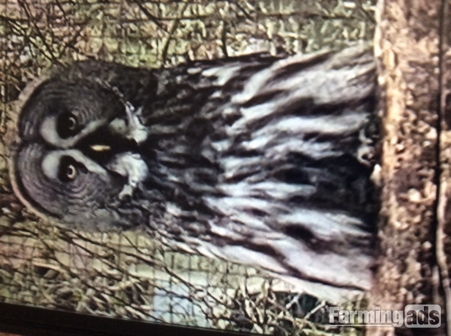 For sale great grey owl or exchange for pr little owls