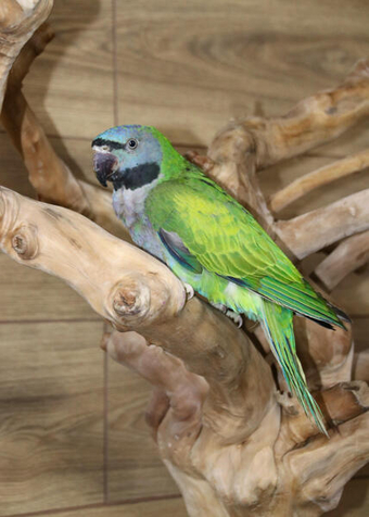 Darbyen parrots available