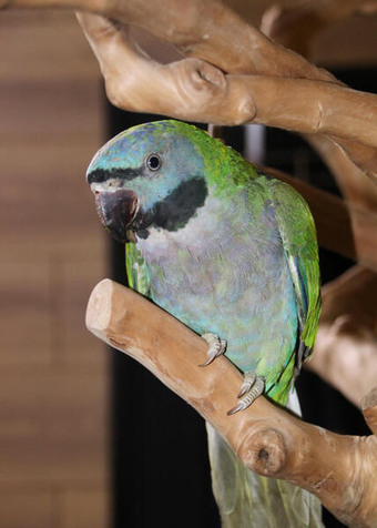 Darbyen parrots available