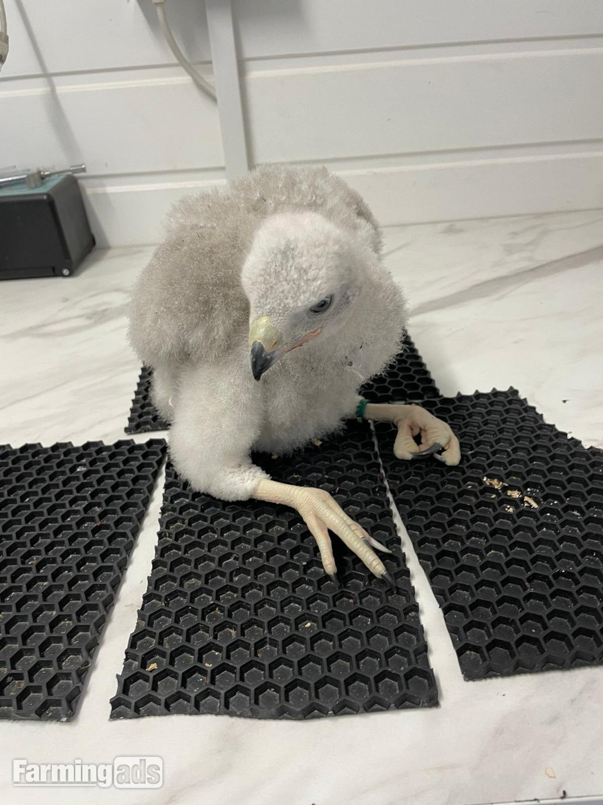 2026 imprint and PR FINISH GOSHAWKS FOR SALE 