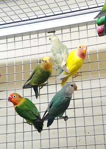 Baby Love birds