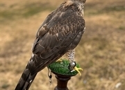 Northern goshawk 14 month old 
