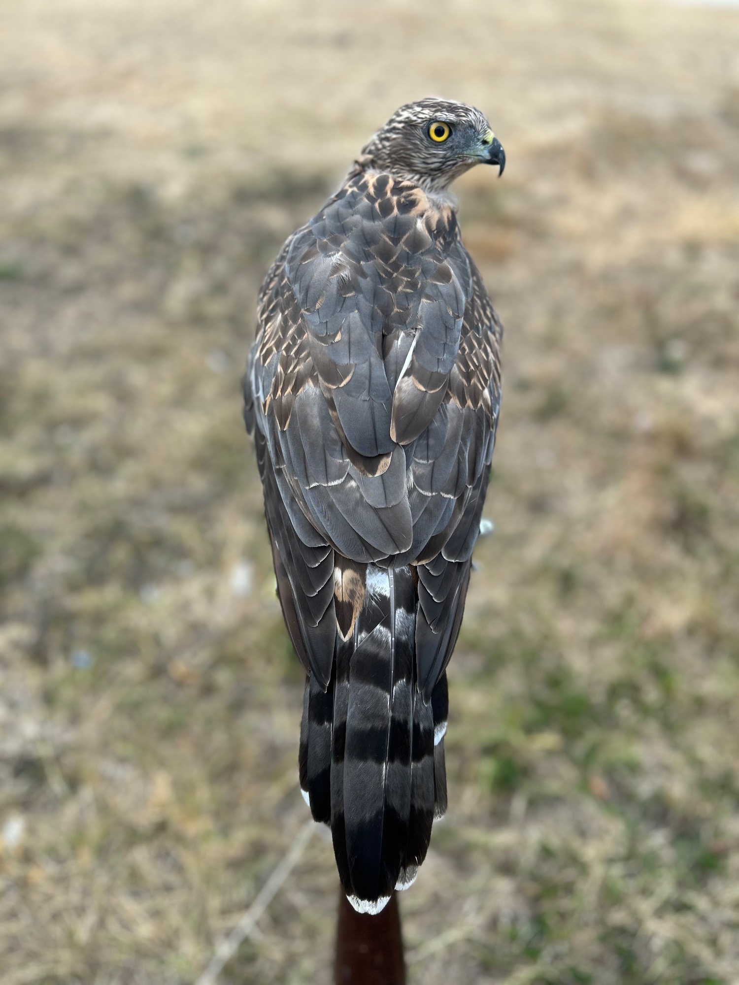Northern goshawk 14 month old 