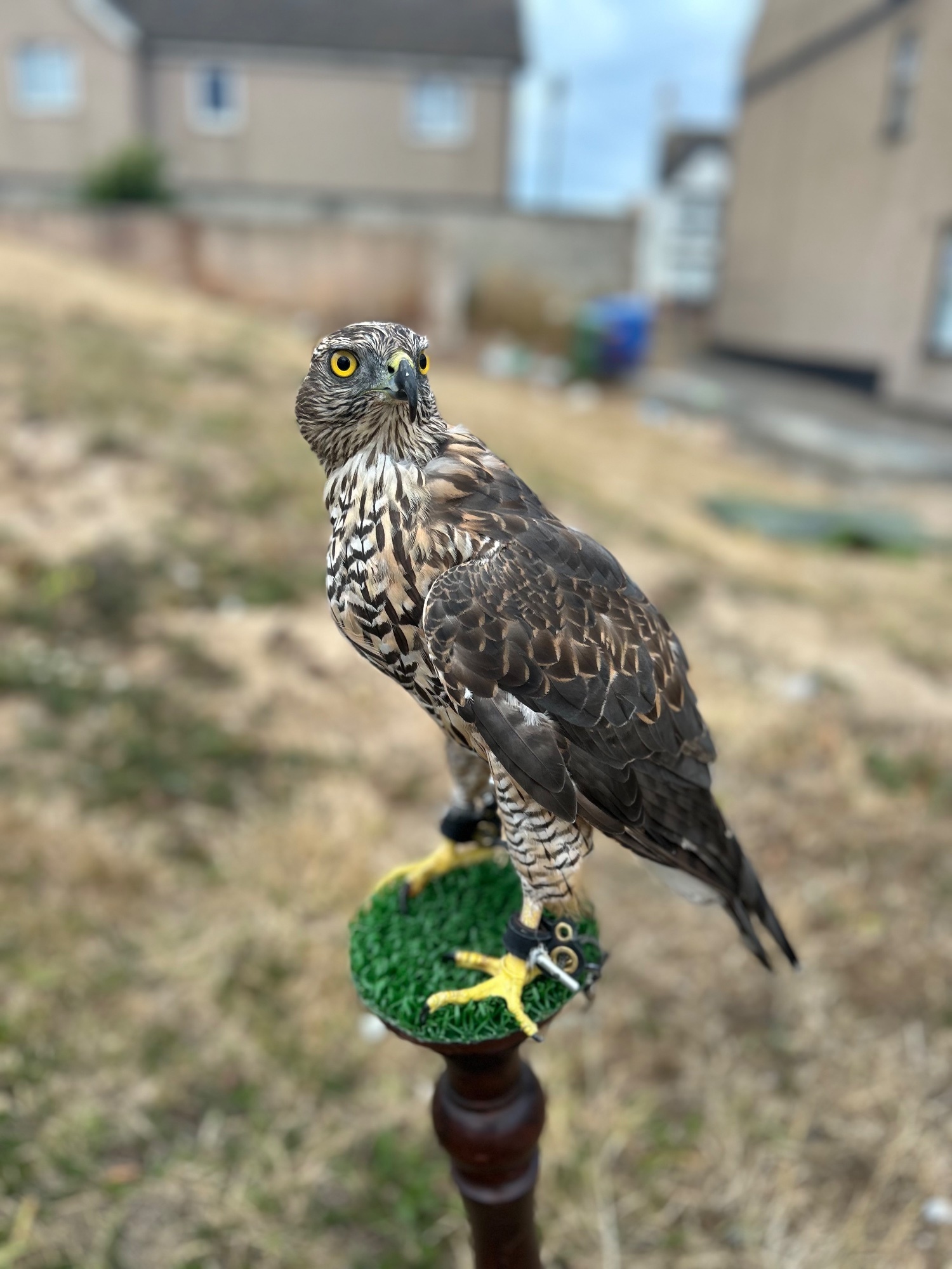  Northern goshawk 14 month old 
