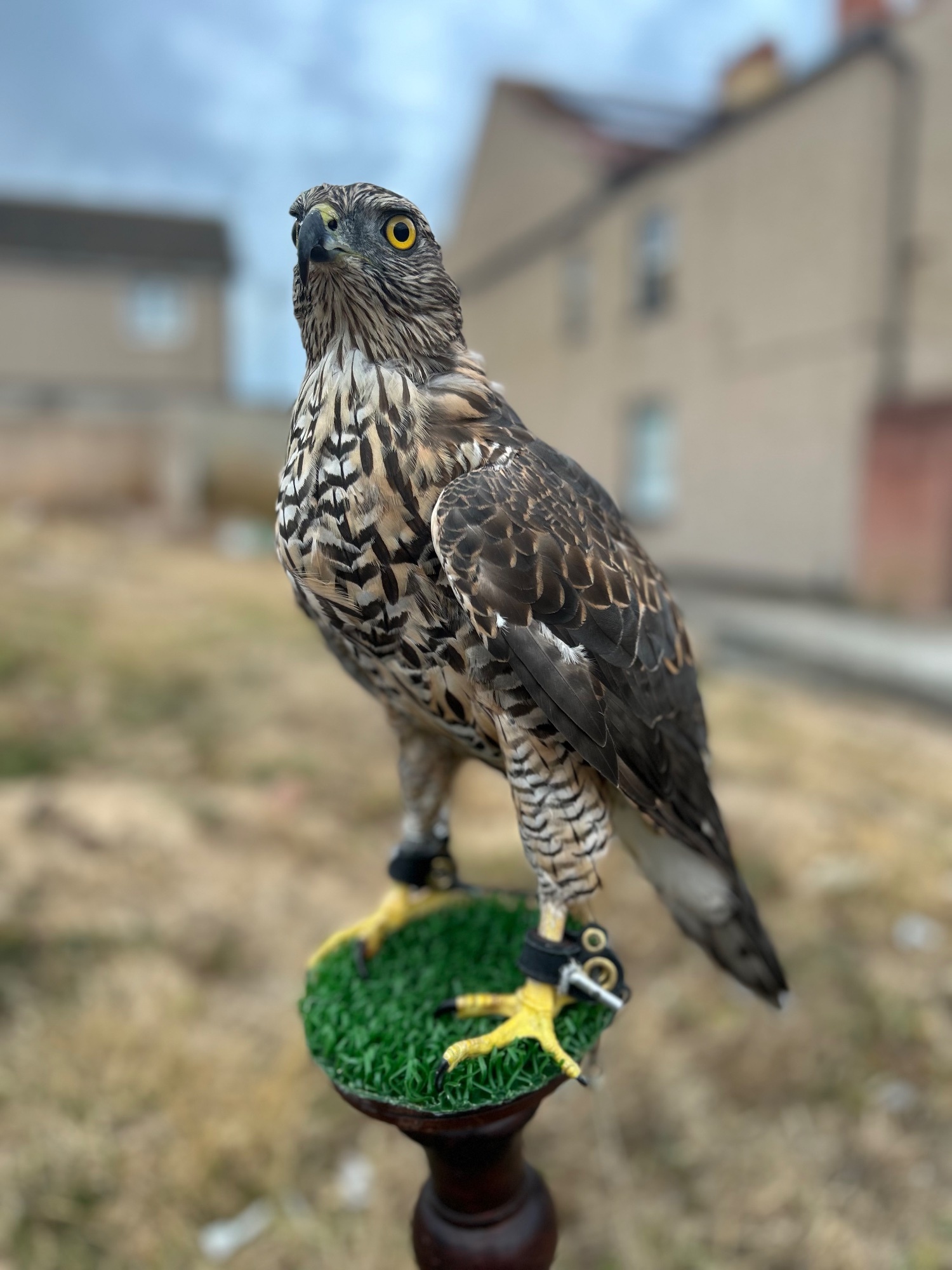 Northern goshawk 14 month old  - {CATEGORY}