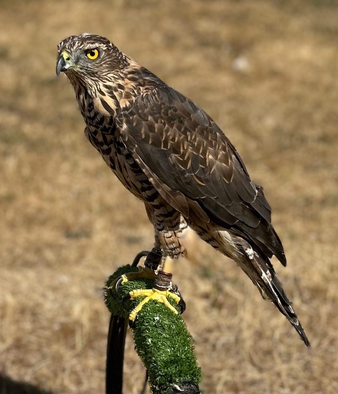 Northern goshawk 14 month old  - {CATEGORY}
