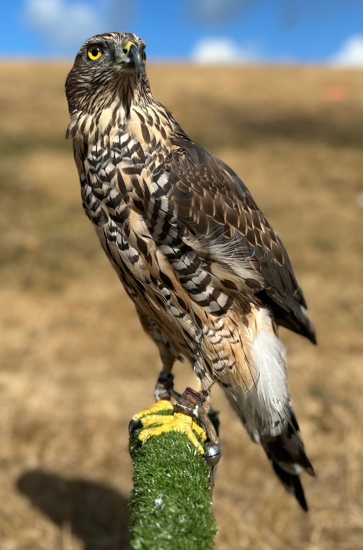 Northern goshawk 14 month old  