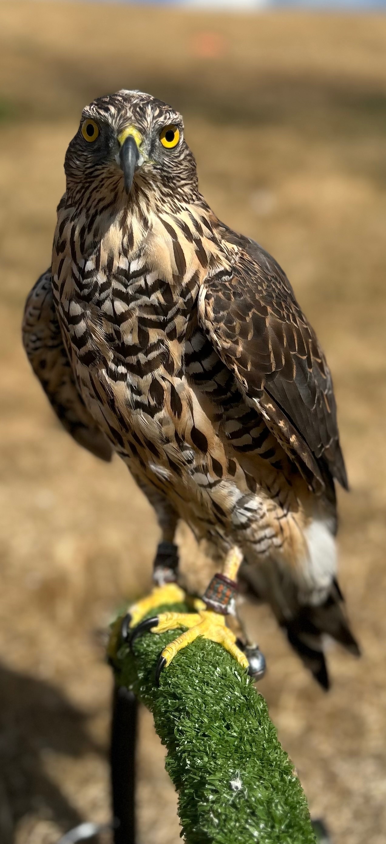 {CATEGORY} - Northern goshawk 14 month old 