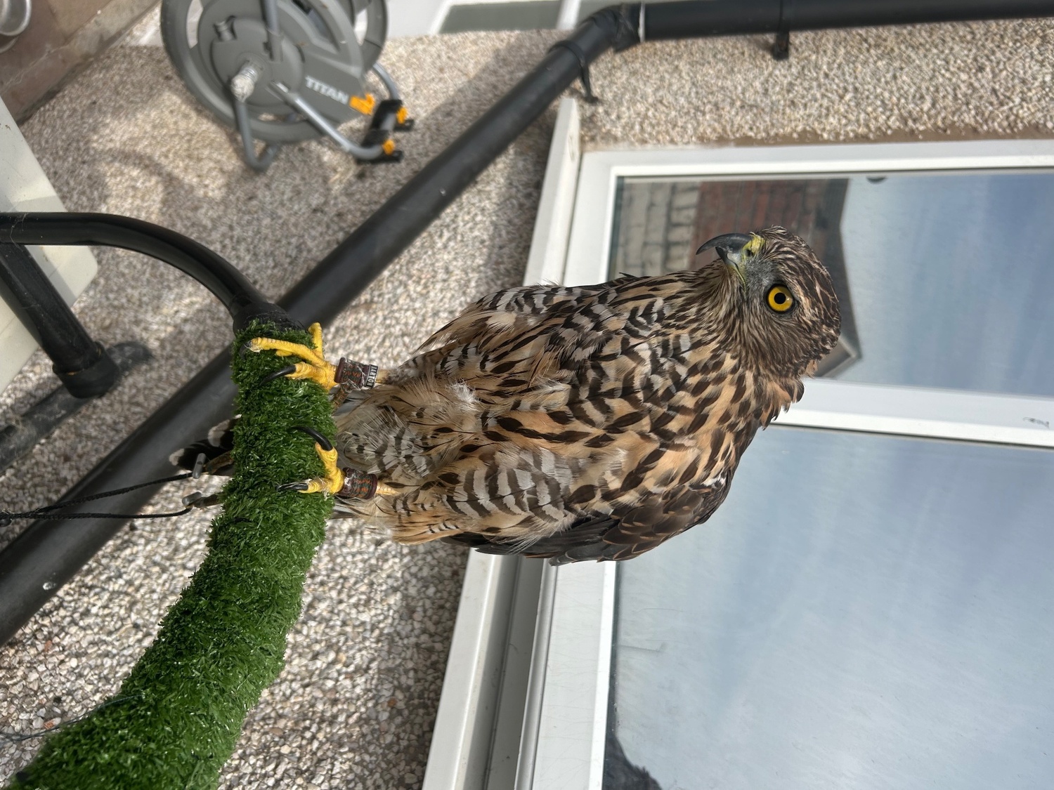 {CATEGORY} - Northern goshawk 14 month old 