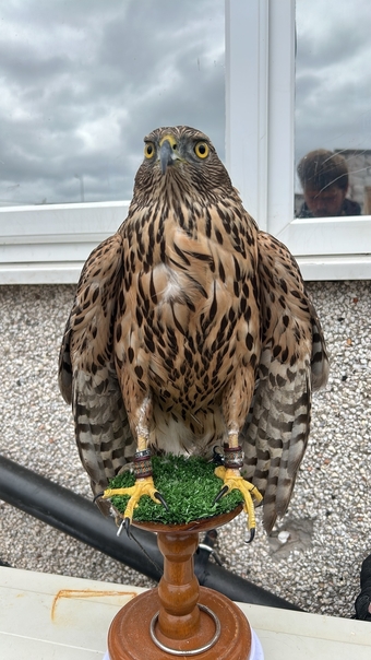 Northern goshawk 14 month old 