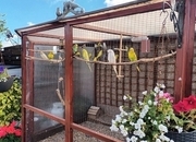 Pairs of coloured budgies for sale.Genuine pairs.