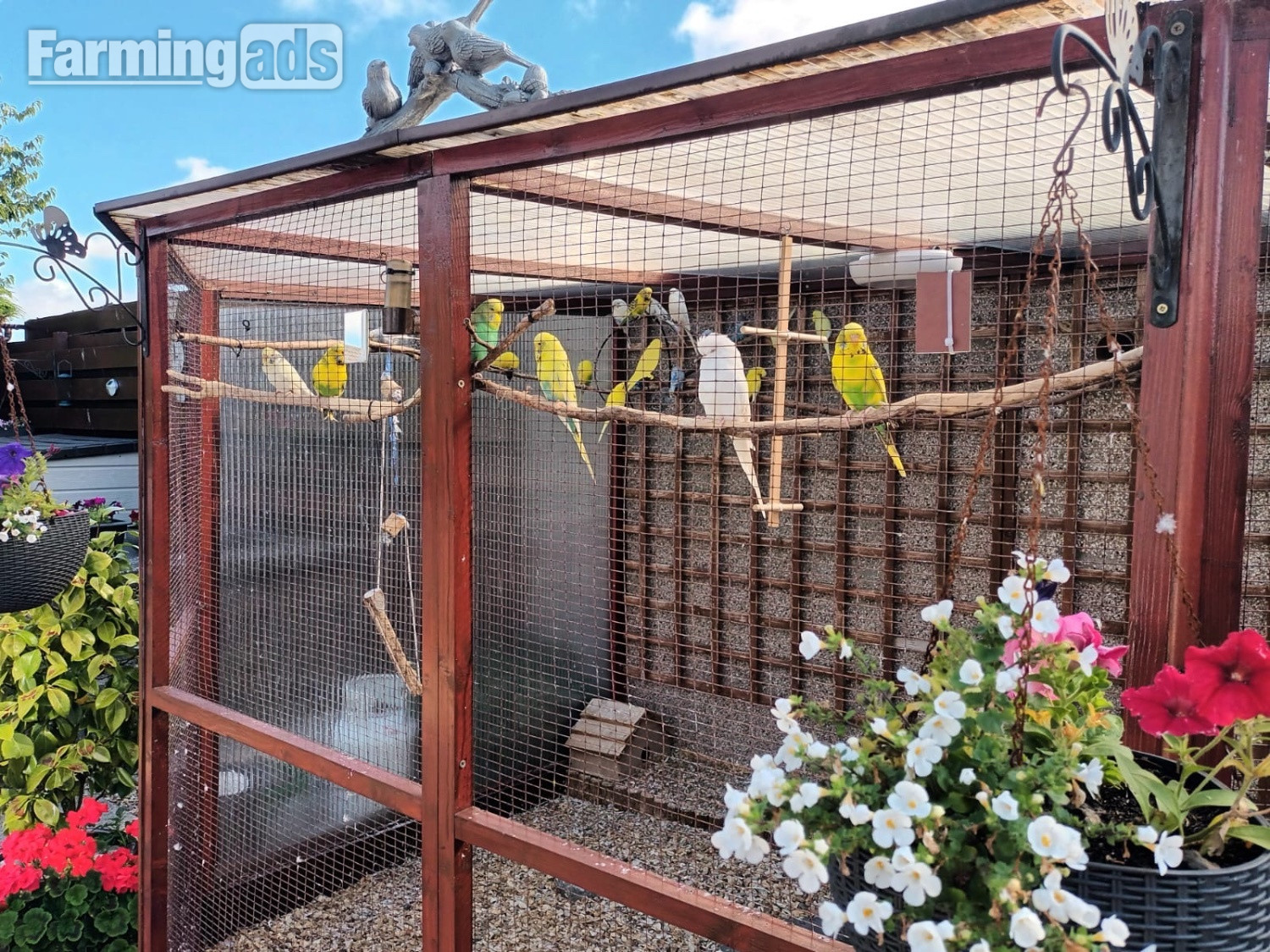 Pairs of coloured budgies for sale.Genuine pairs.