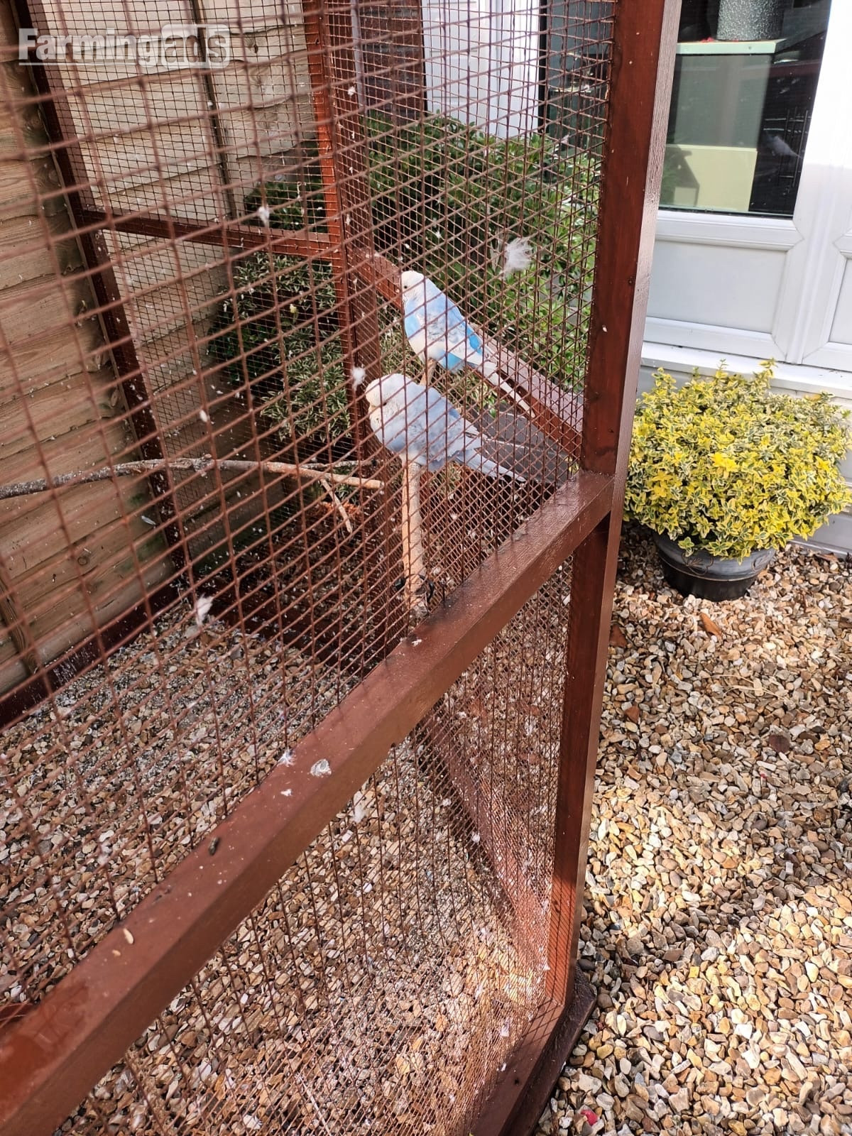 Pairs of coloured budgies for sale.Genuine pairs.