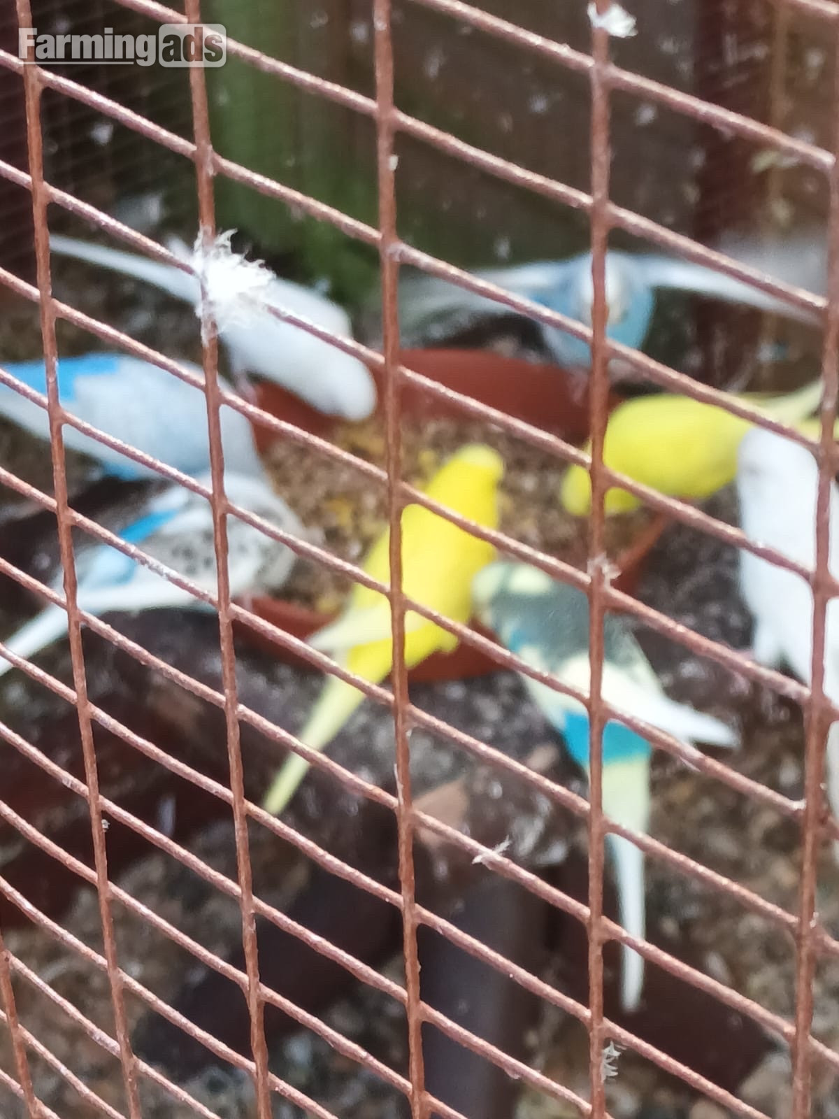  Pairs of coloured budgies for sale.Genuine pairs.