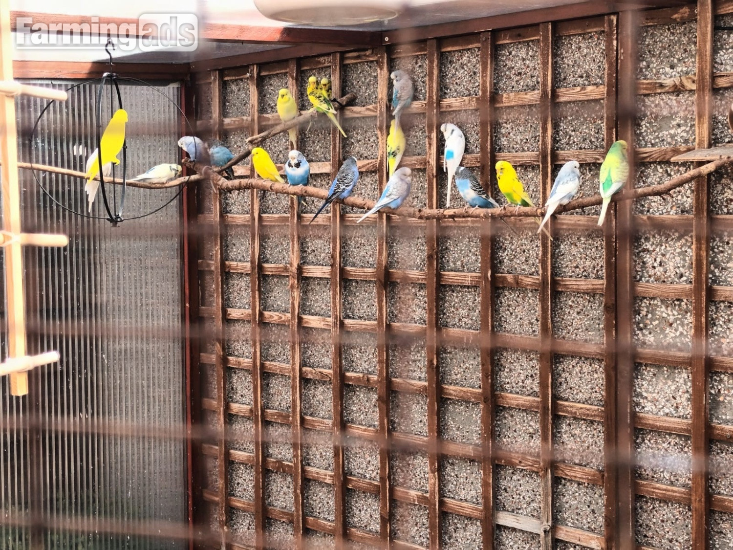 Pairs of coloured budgies for sale.Genuine pairs. - {CATEGORY}